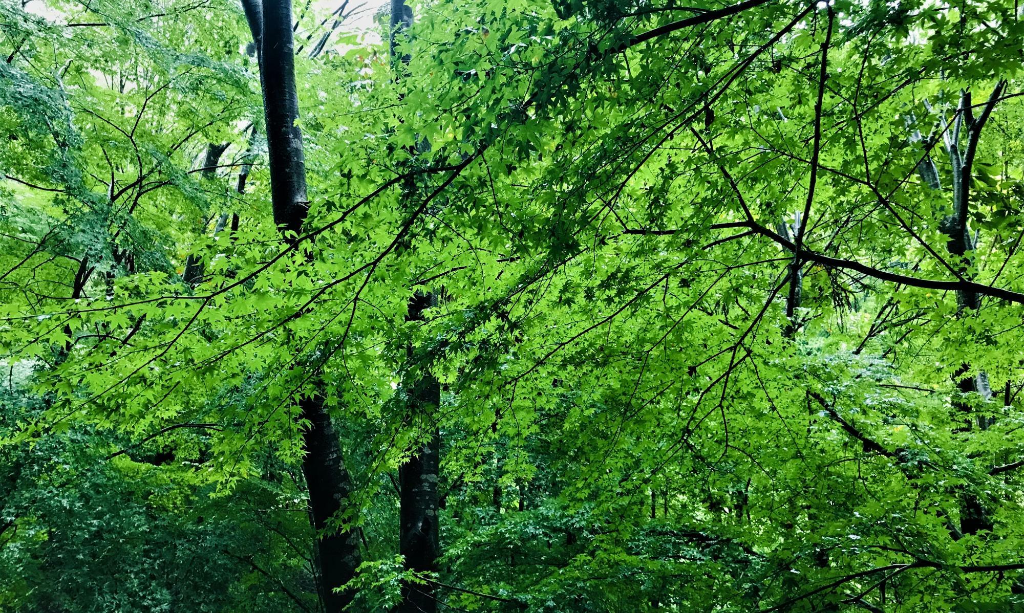 雨の日の緑は一段ときれいです。雨で揺れる木の葉も楽しみましょう。