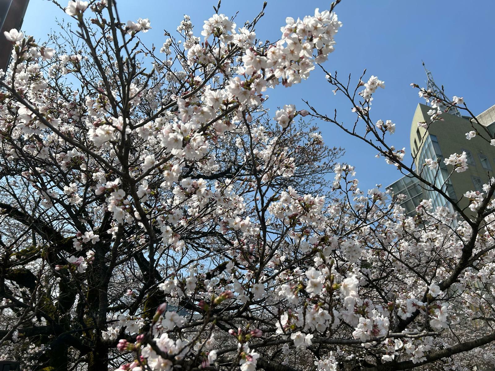 松川べりの桜も綺麗に咲いています