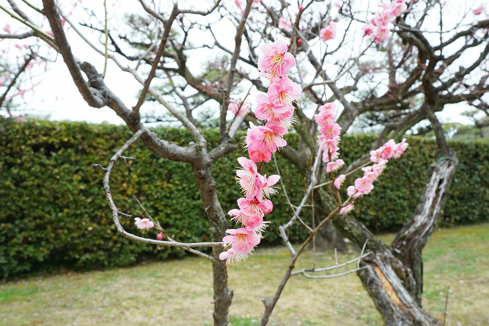 名古屋城の梅の花