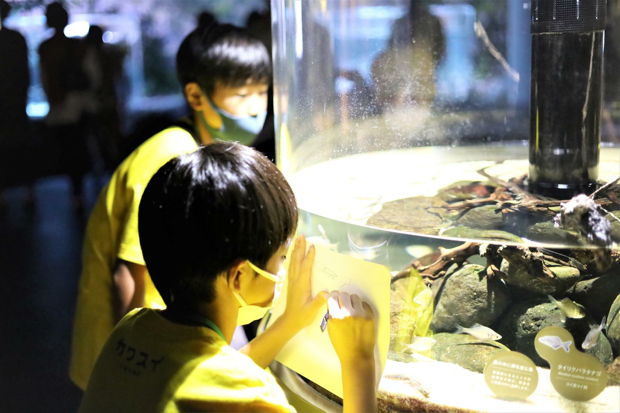 先ほど勉強したことを意識して、メダカをじっくりと観察する子どもたち。水族館のスクールならではの体験。