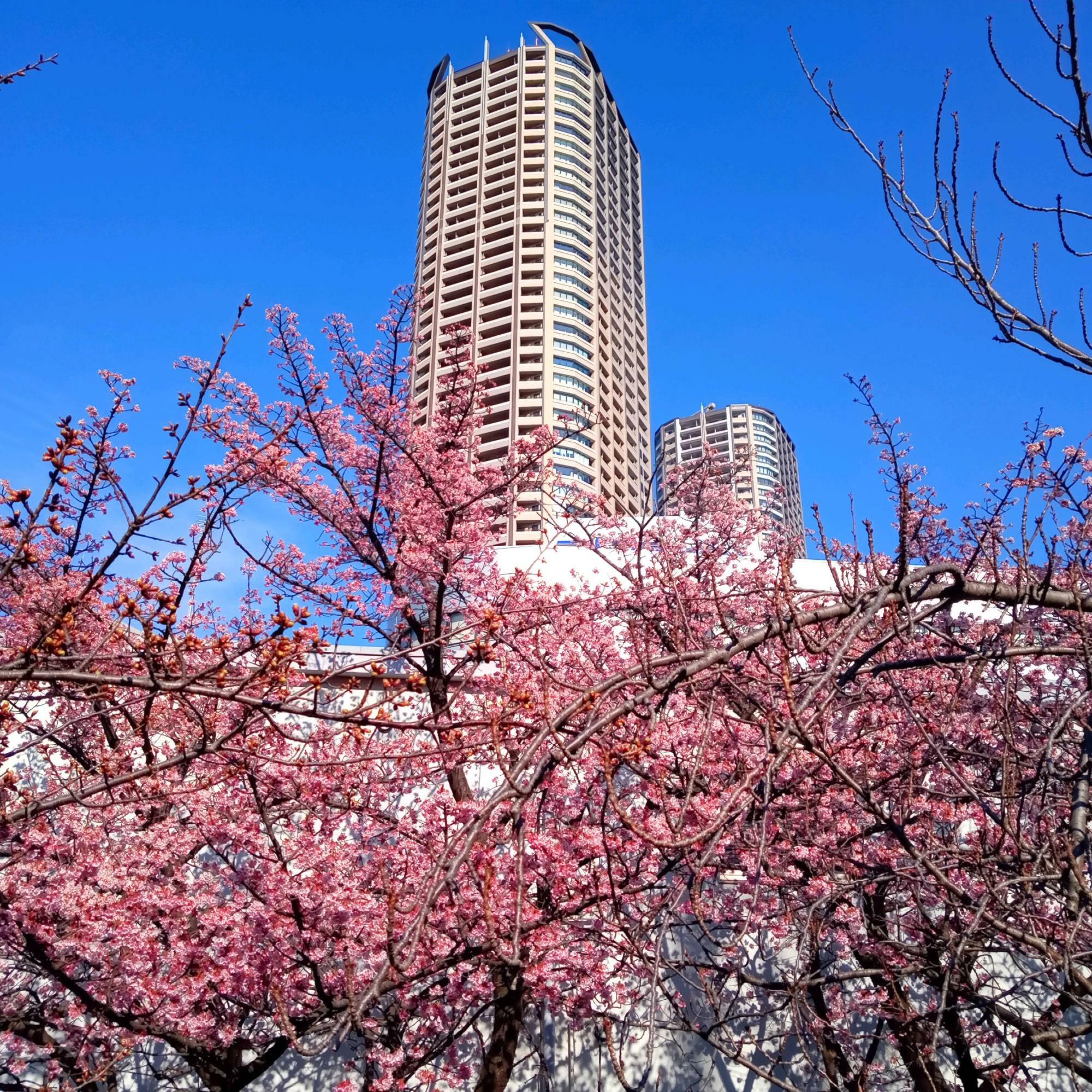 高層マンションと桜