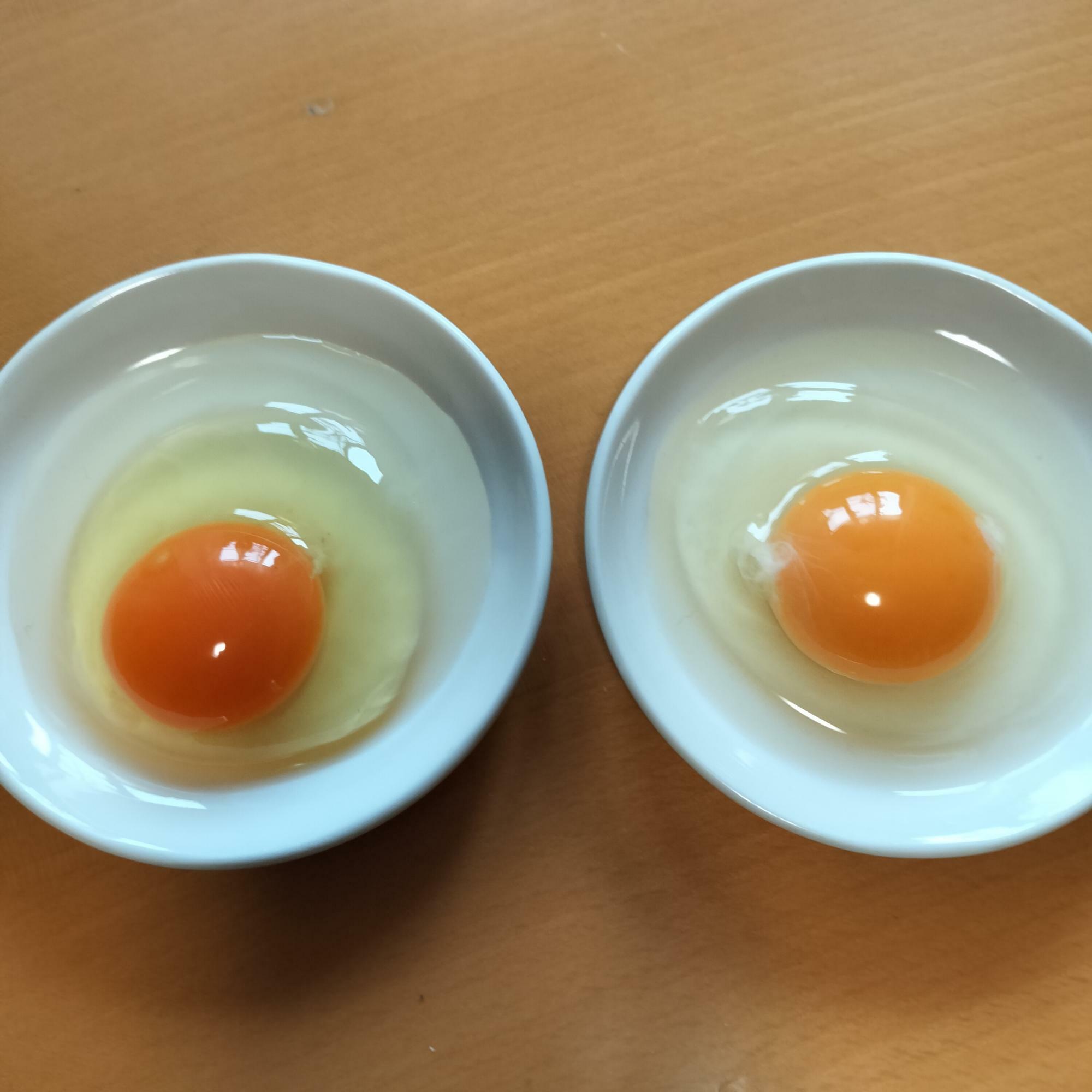 左がモリモリ卵。右が家にあった卵。黄身の色と白身の厚みが全然違う