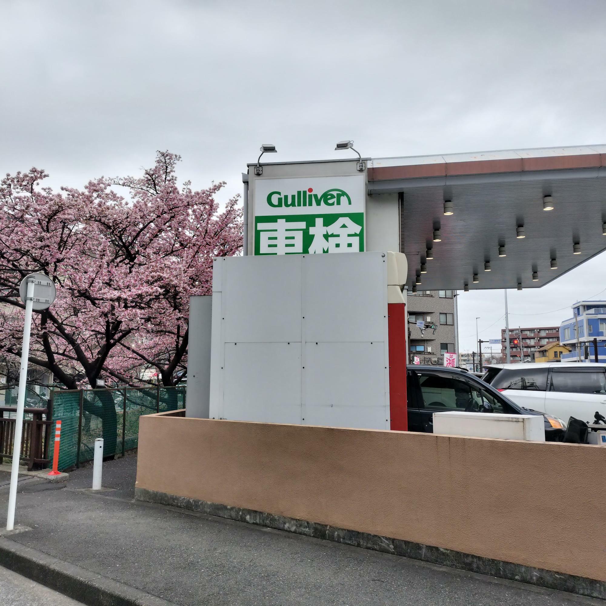 中古車販売「ガリバー武蔵小杉店」の裏にある2本の河津桜