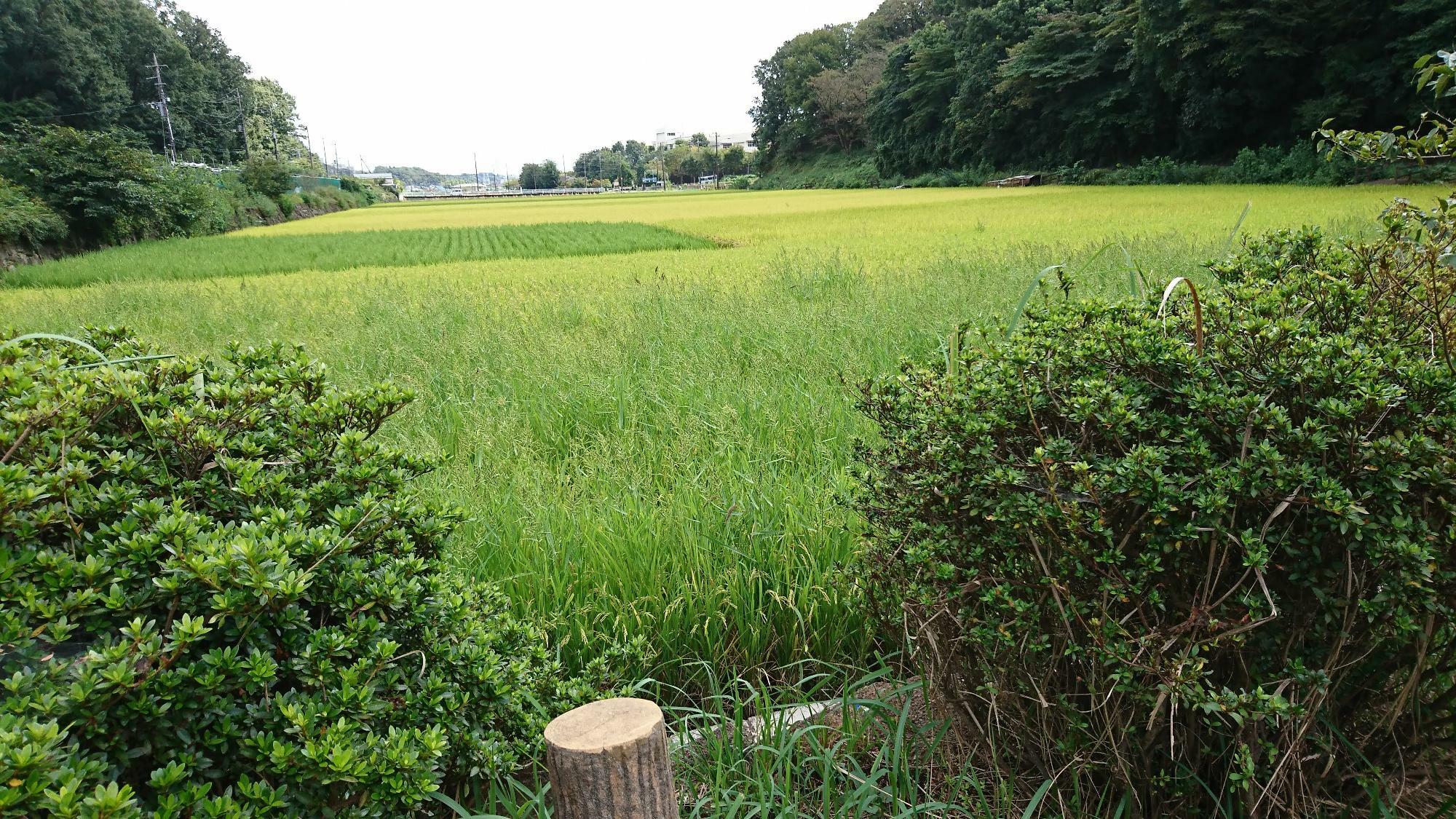 稲刈りはまだこれからの水田もあります。