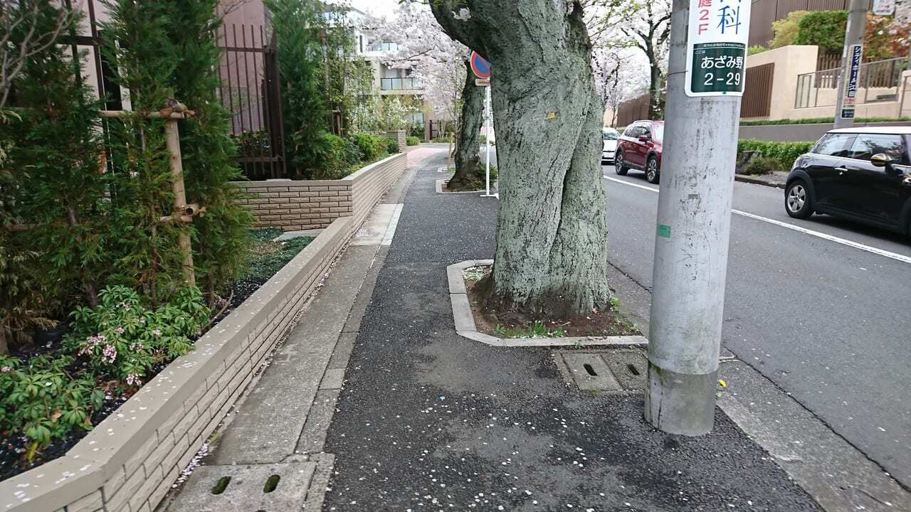 並木道の桜とは思えないほど、太い幹です。