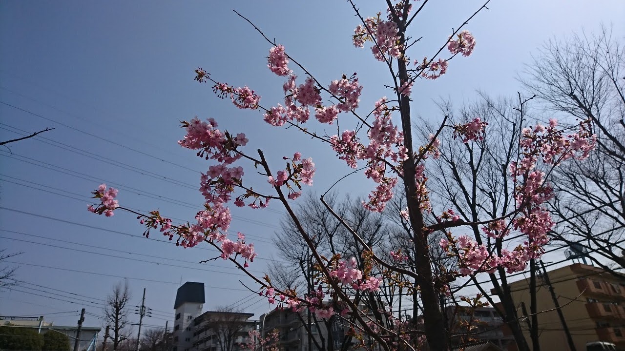「美しが丘公園」では小さな桜の木には花が咲いていました。