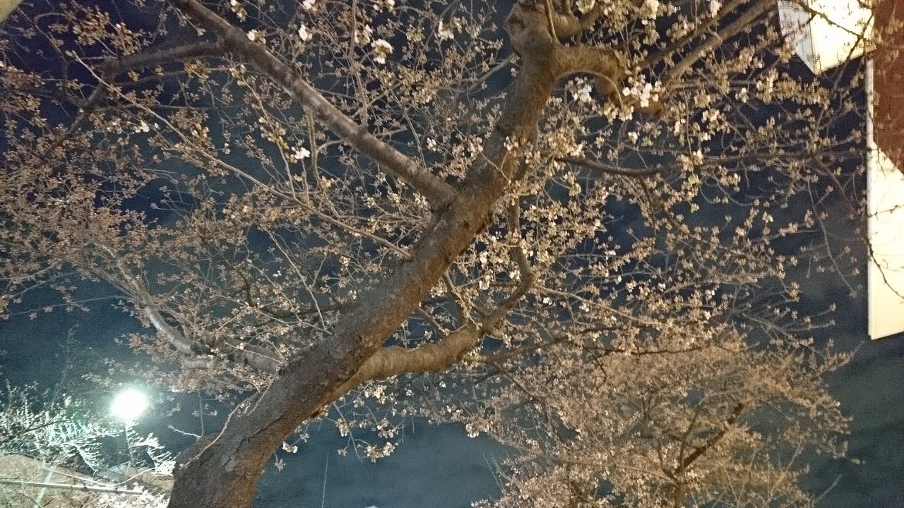駅前で夜桜を楽しみました。「たまプラーザテラス」前でも開花がスタートしています。