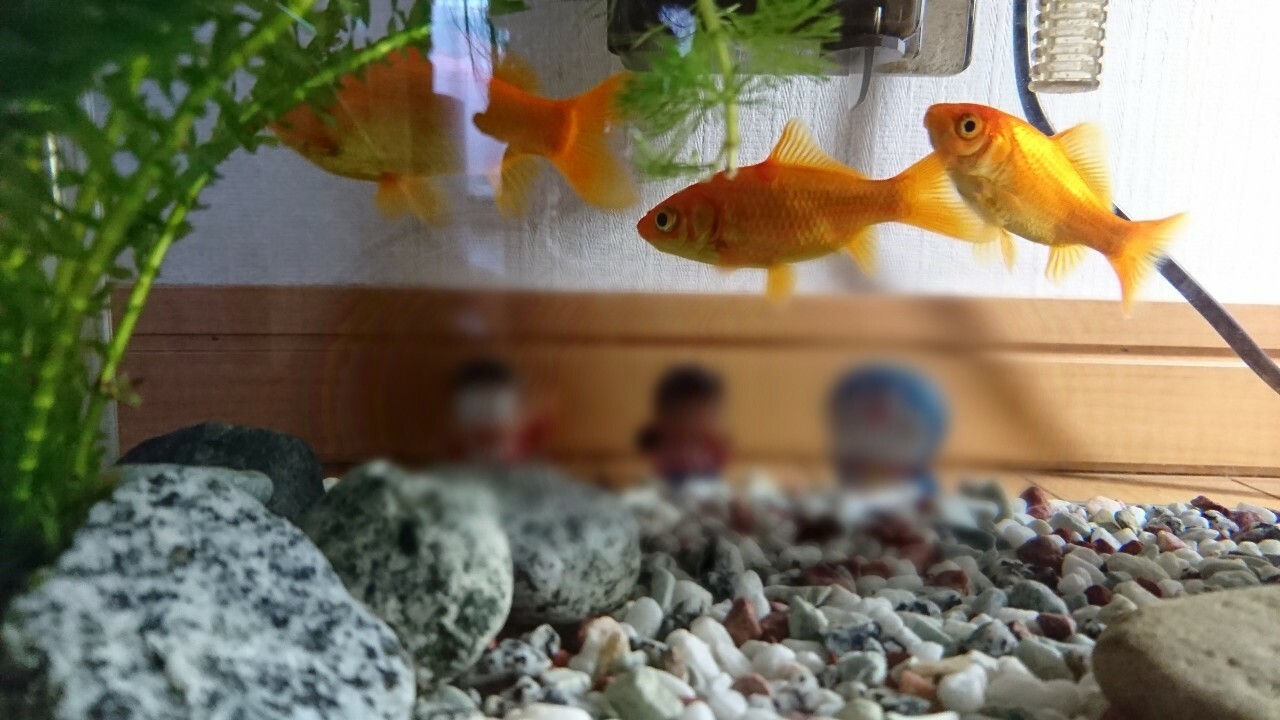 2018年頃、「金魚すくい」で3匹わが家に来た金魚。2匹はまだ元気でこのときよりだいぶ大きくなりました。