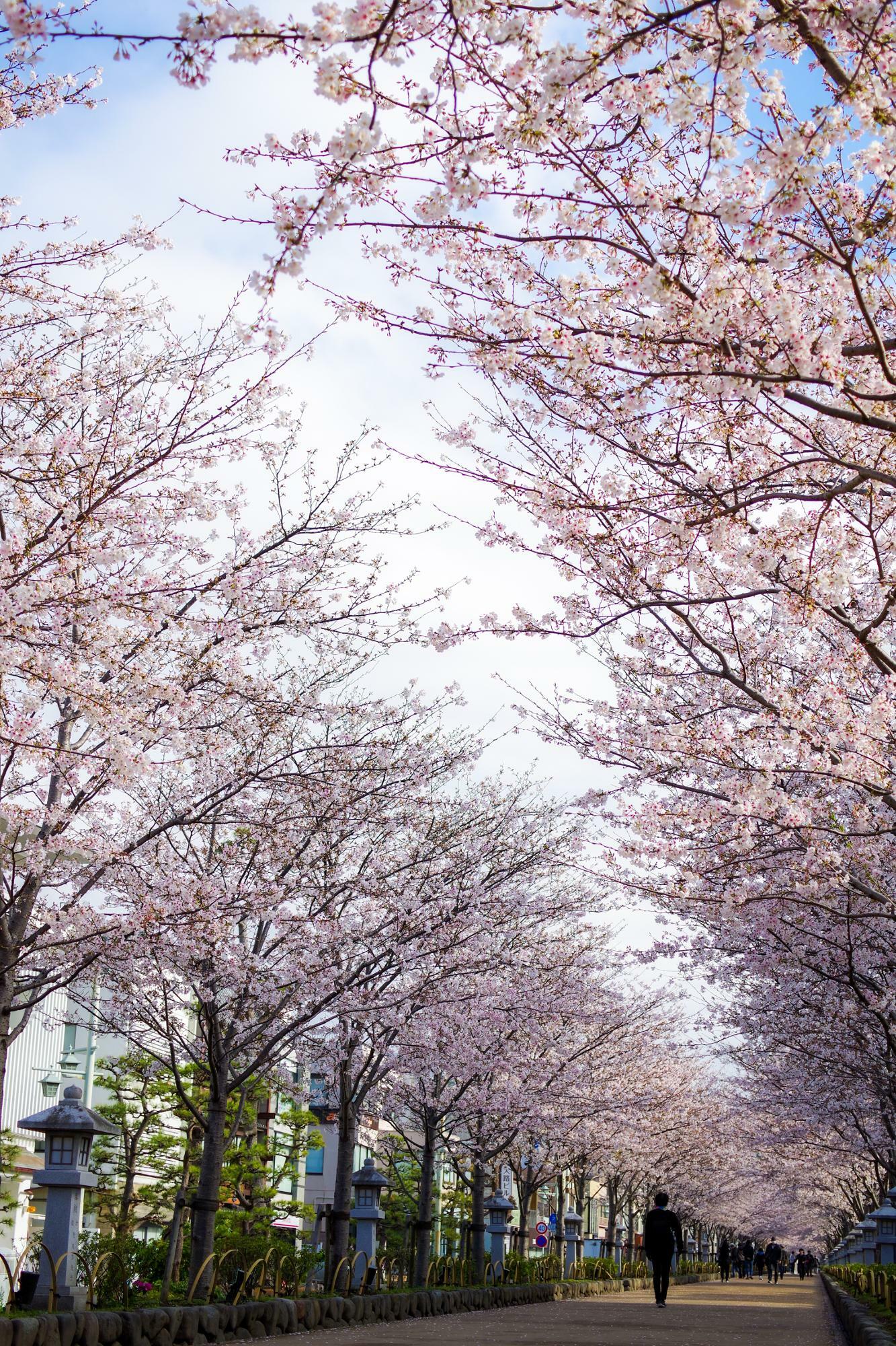 鎌倉、段葛の桜（2023年3月29日撮影）