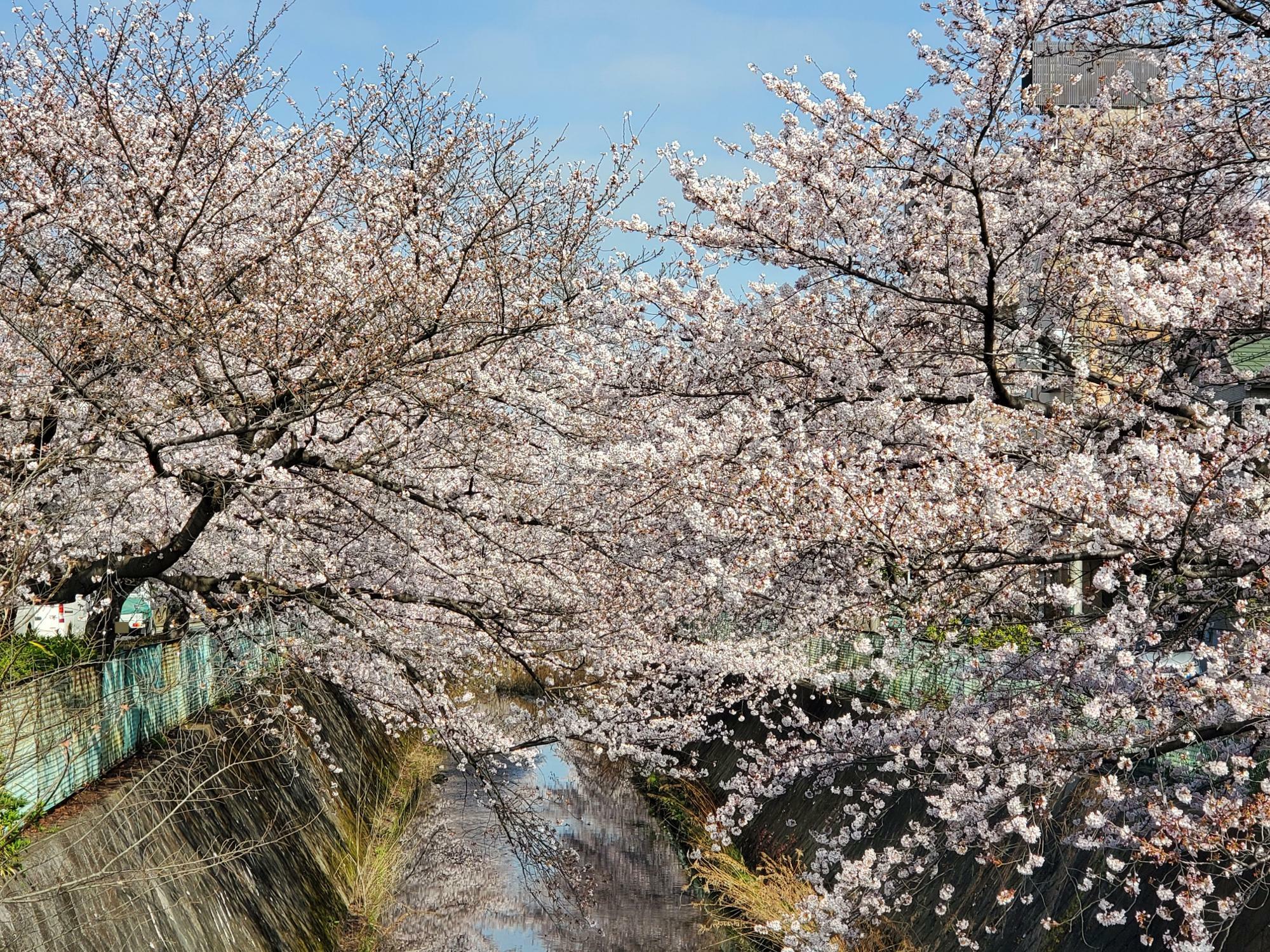 伝右川の両側につづく桜並木