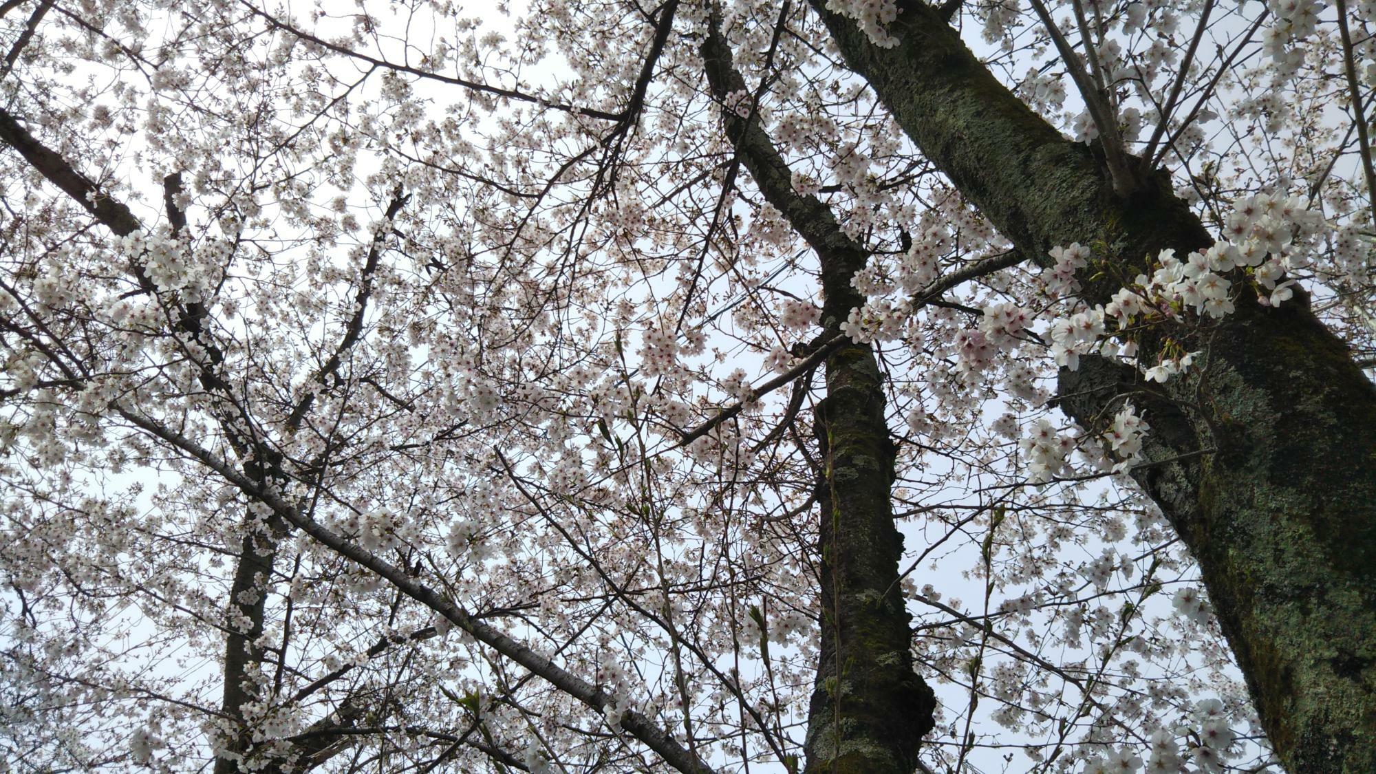 本町公園は桜が満開！