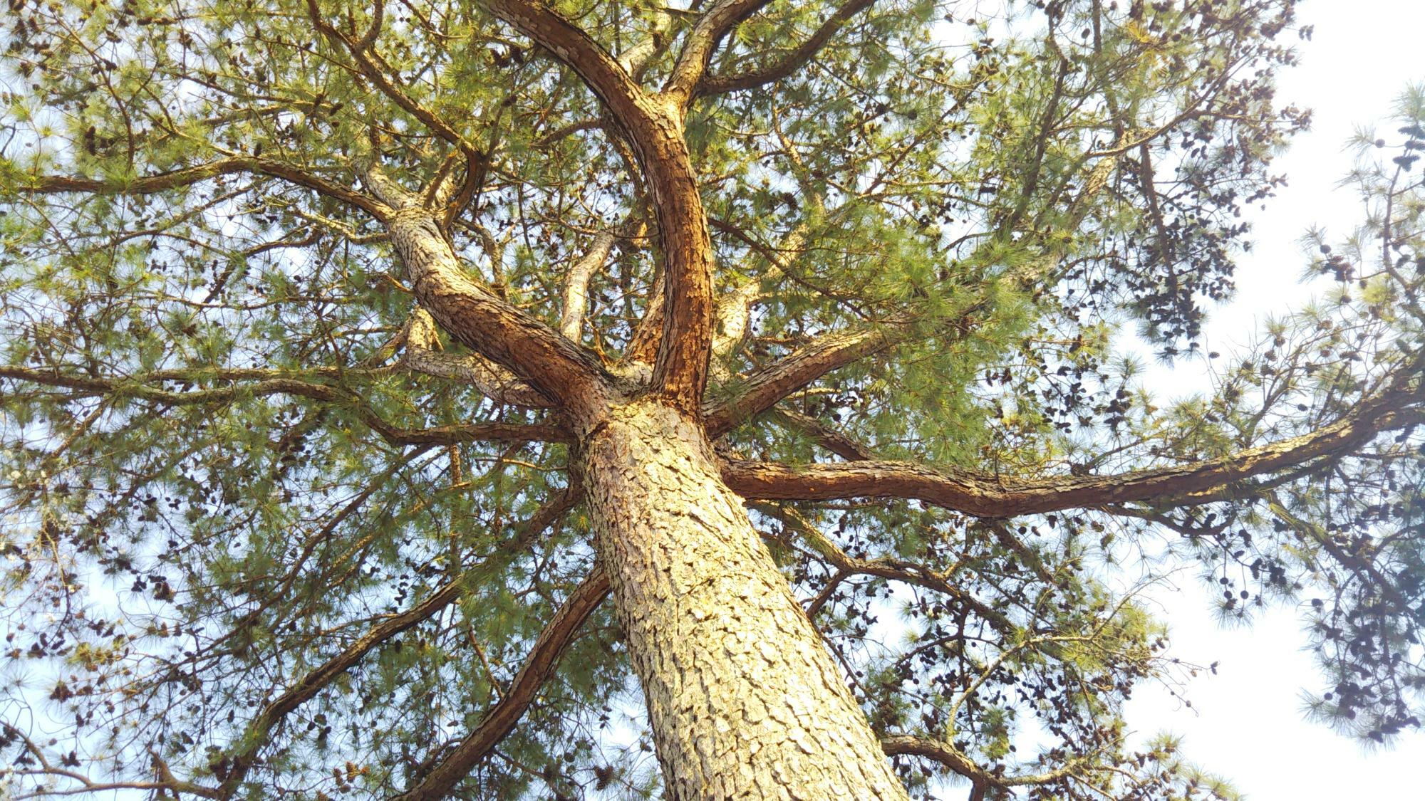 確かにこういった枝ぶりの松は珍しいですね！