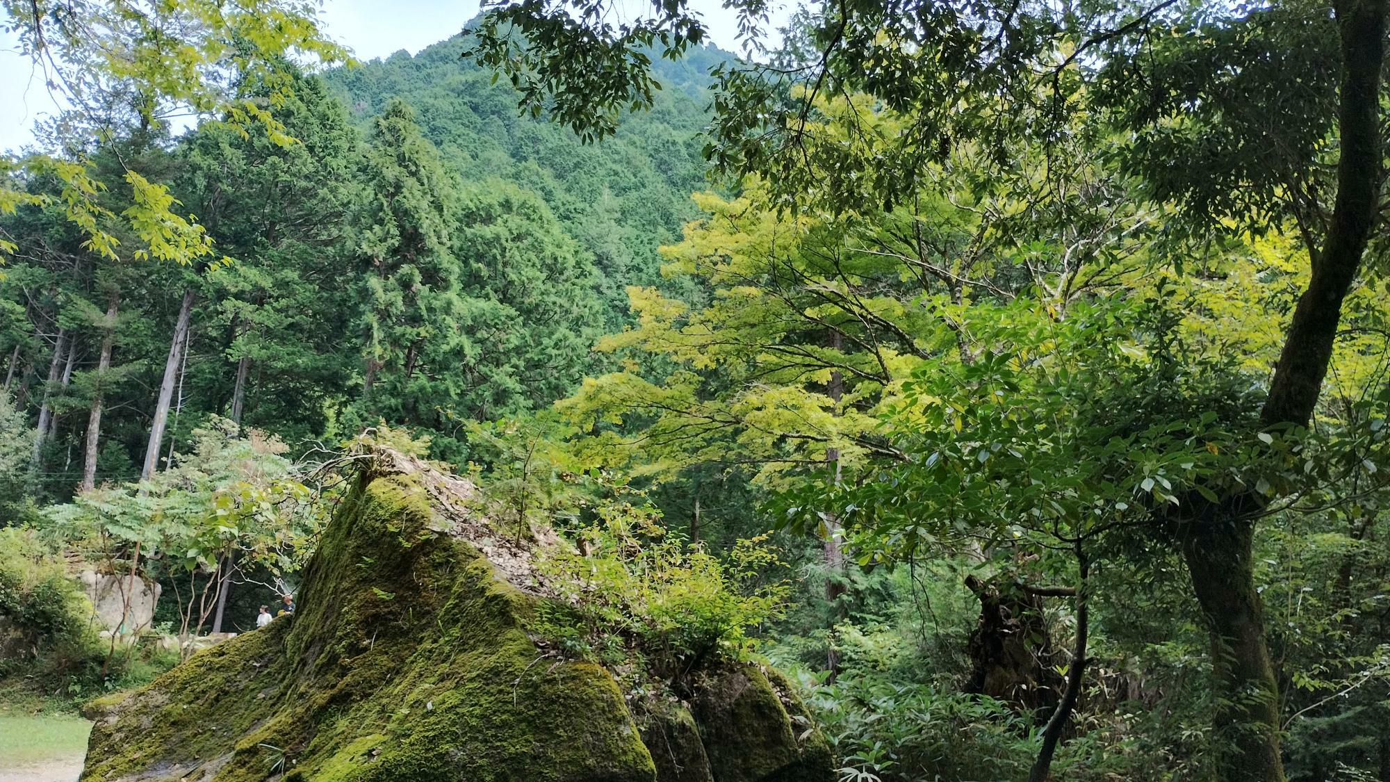 岩も苔むしており、自然の歴史を感じますね