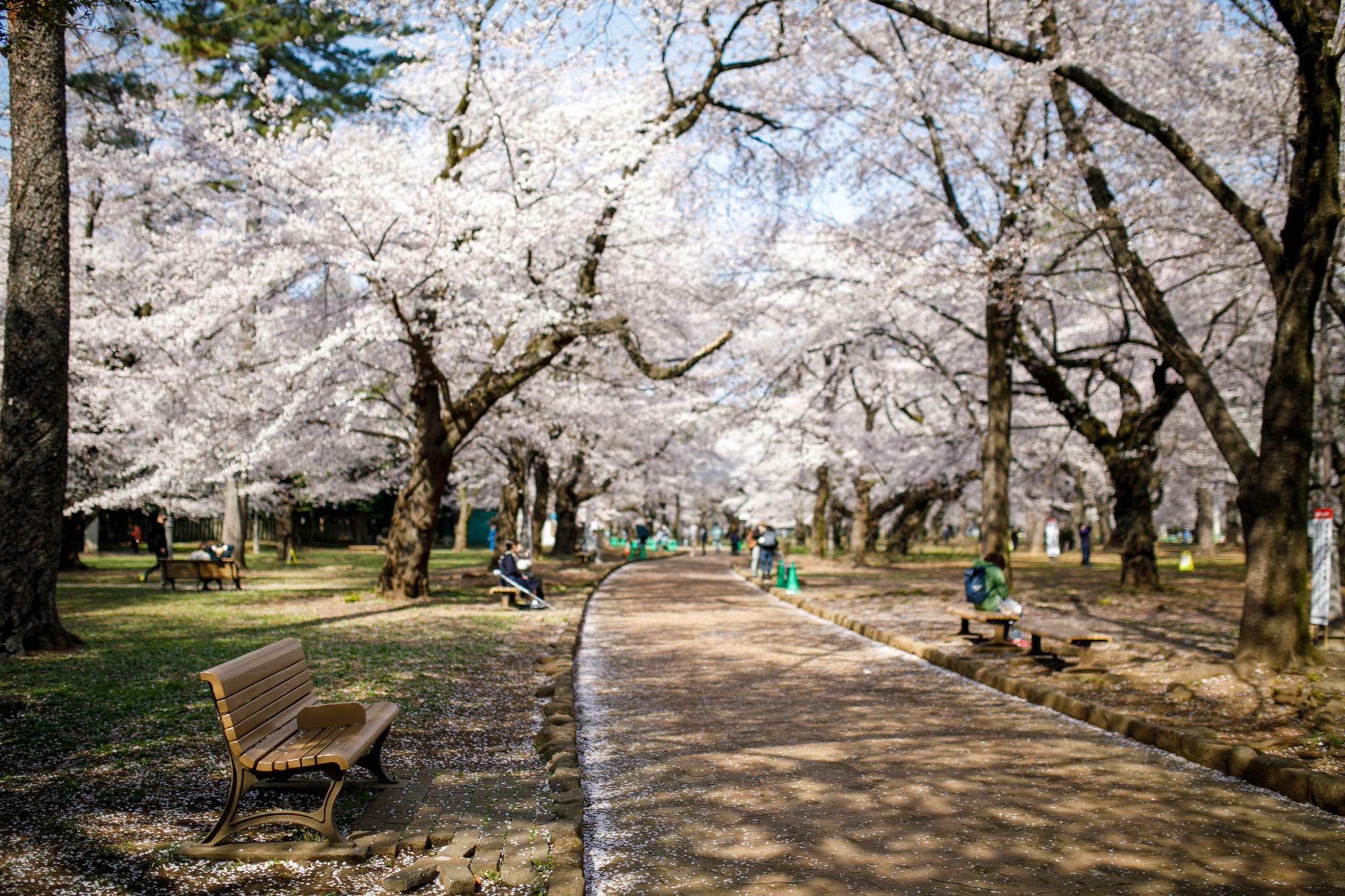 写真は2021年のもの。落ち着いた空間で見る桜も最高ですよ