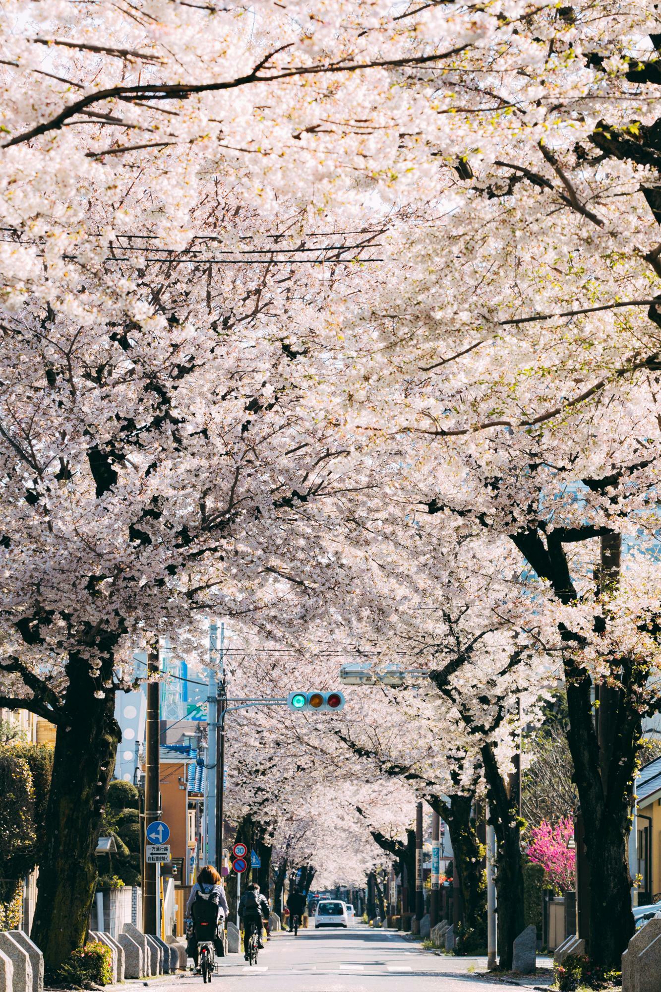いつ見ても最高な桜のトンネル（昨年の撮影です）