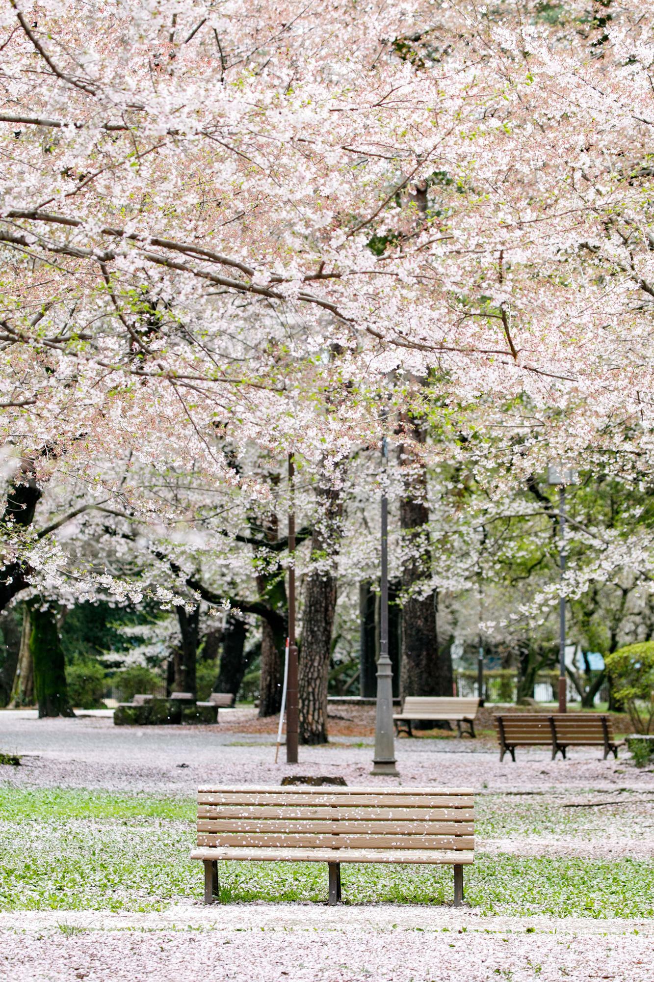 人のいないベンチは桜の花びらが座っています