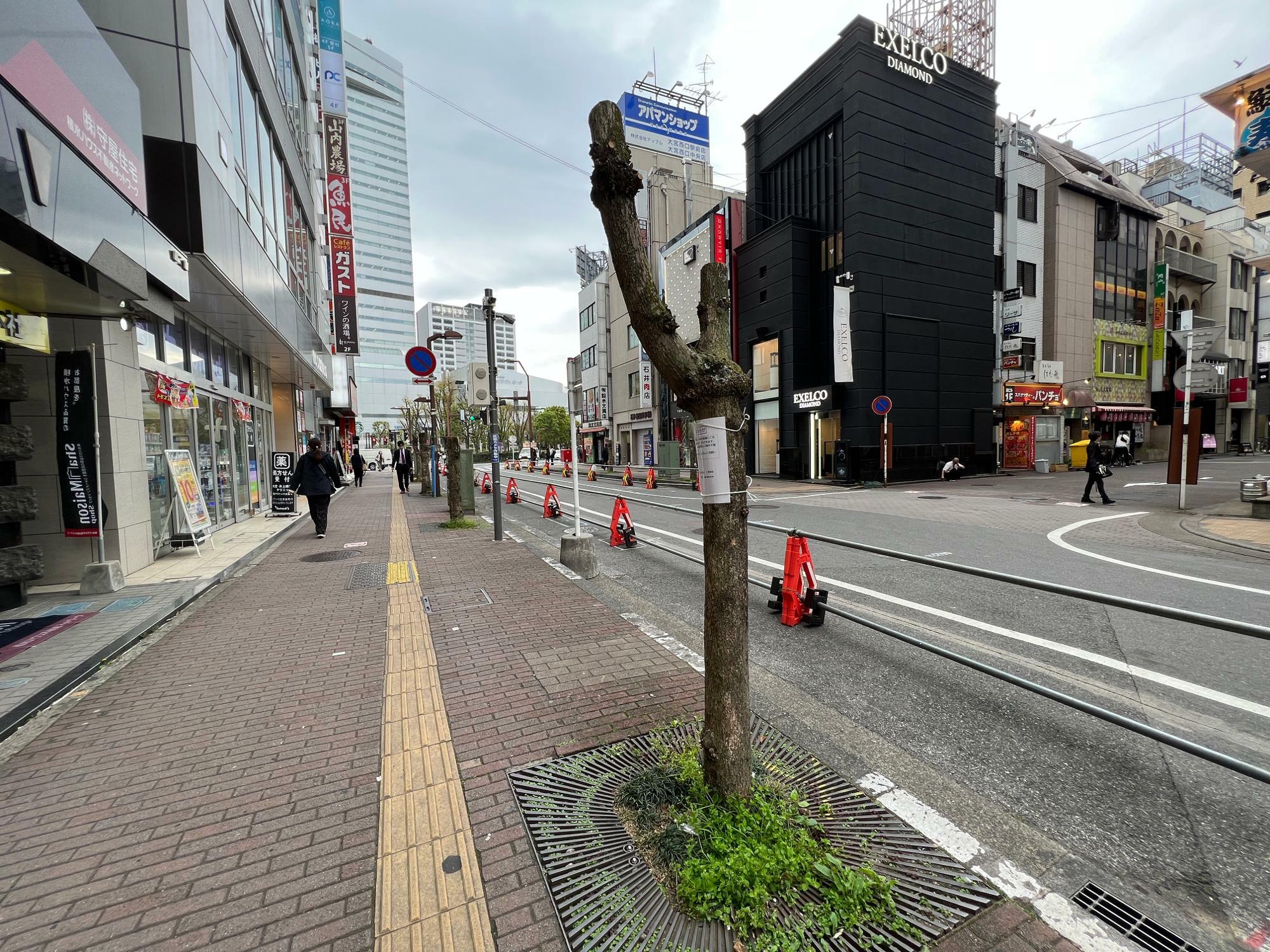 全ての街路樹がバッサリいかれてました