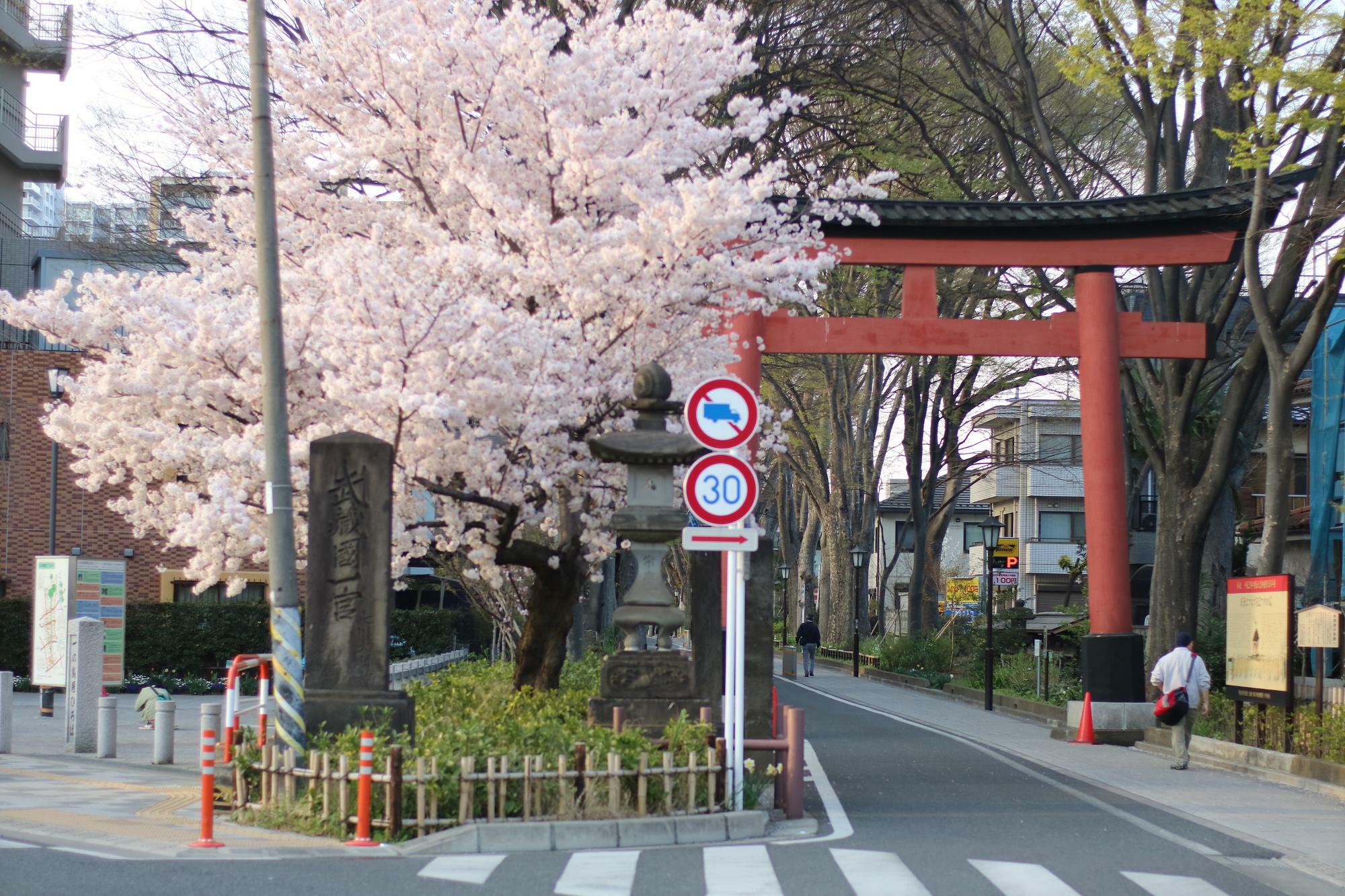 ちょっと前ですが、桜×鳥居の風景