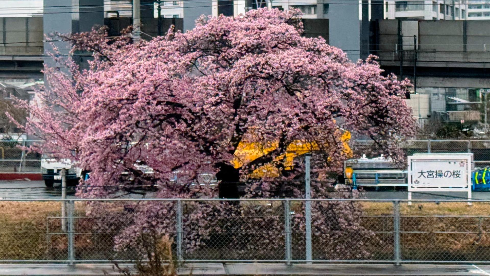大宮操の桜 さいたま市】車窓を彩る「大宮操の桜」電車通勤通学のココロを癒