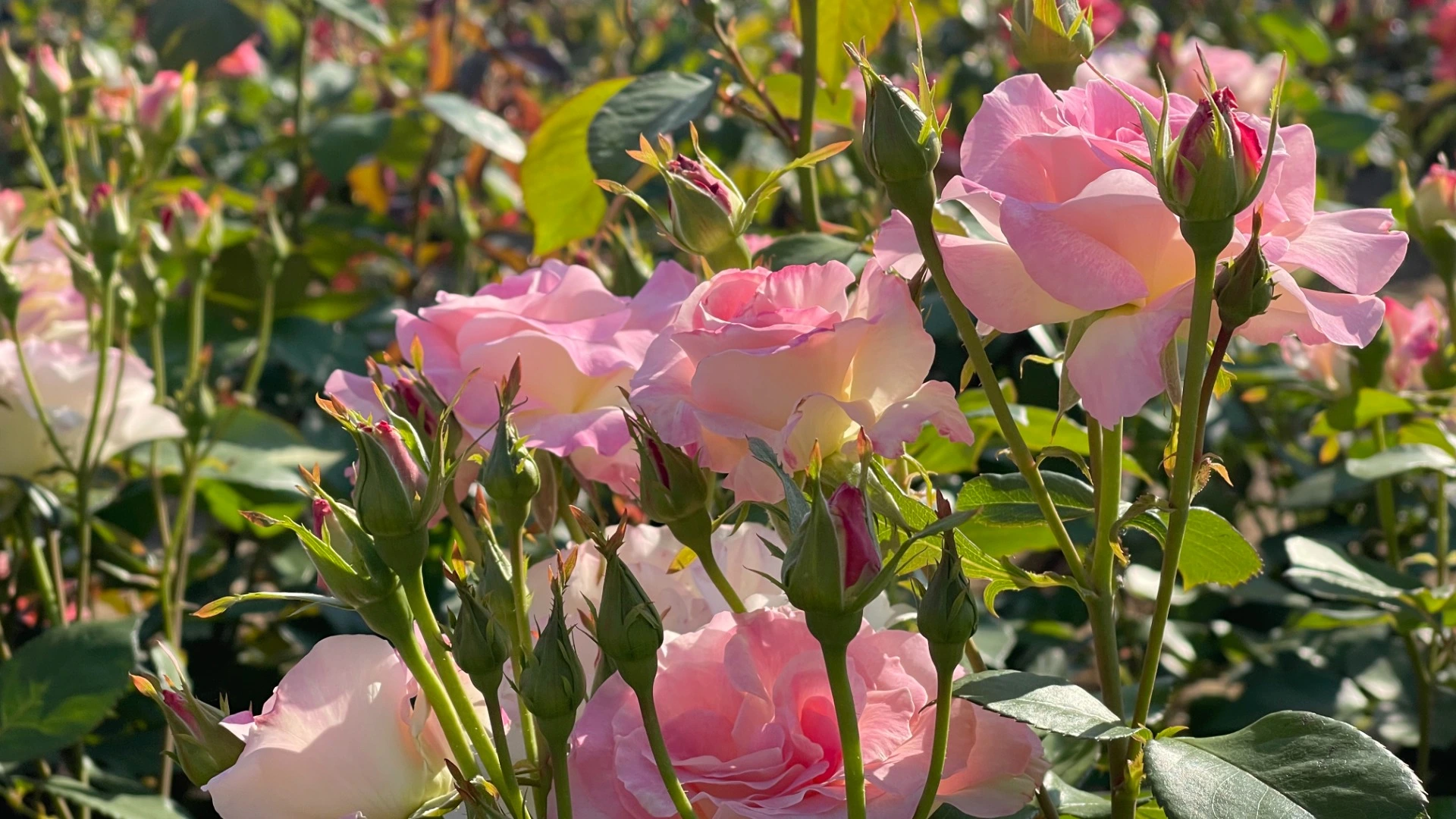 福山市】ばら公園でバラの花とツボミが同時に楽しめます（なおきち