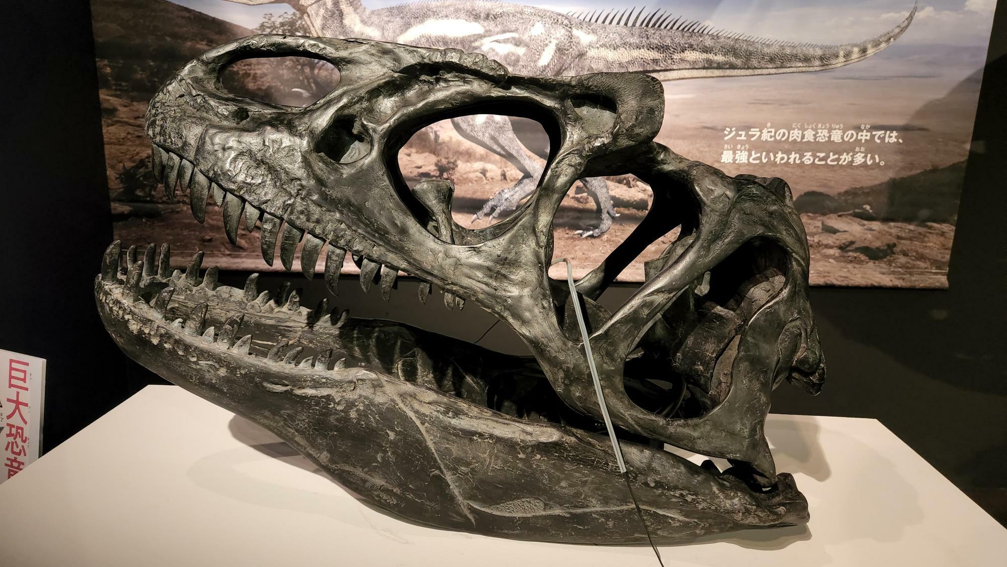 アロサウルスの化石