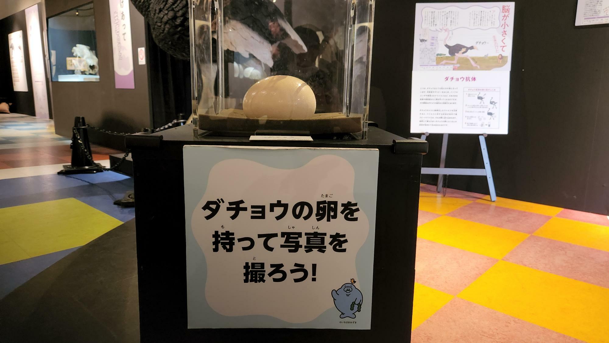 本物のダチョウの卵が展示されていました。
