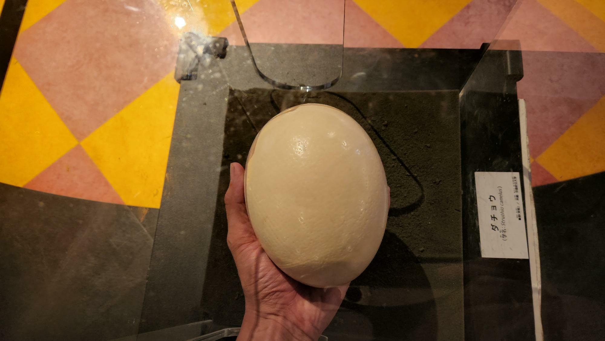 ダチョウの卵はずっしりとした重みがありました。