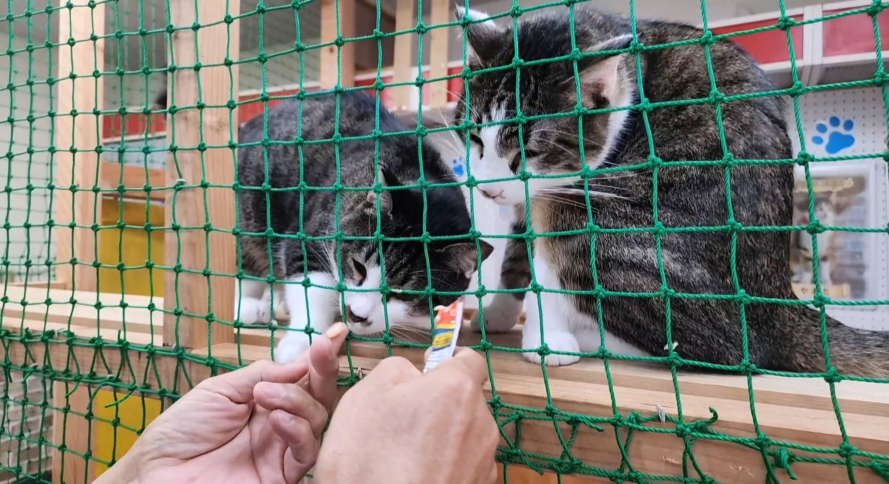 館長の中原さんが猫チュールをあげると、2匹は仲良く食べていました。