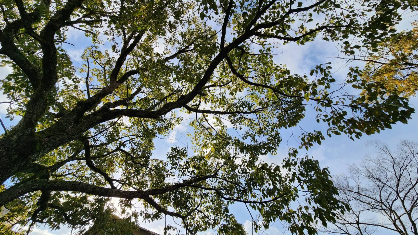 公園内は緑が多く、穏やかです。