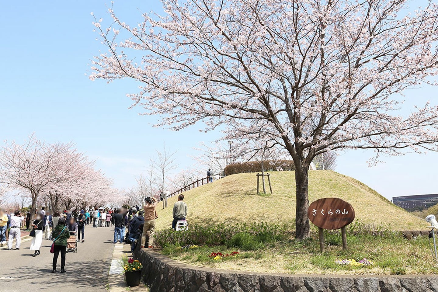 桜が咲くさくらの山