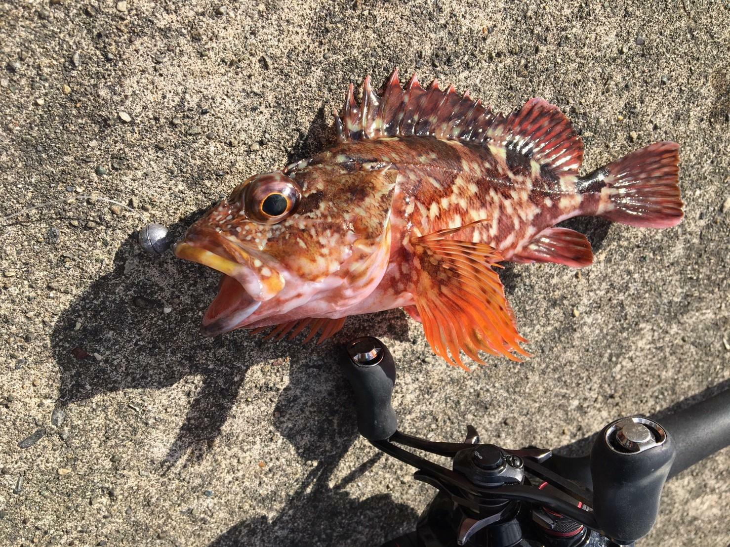 穴釣りで人気のカサゴ