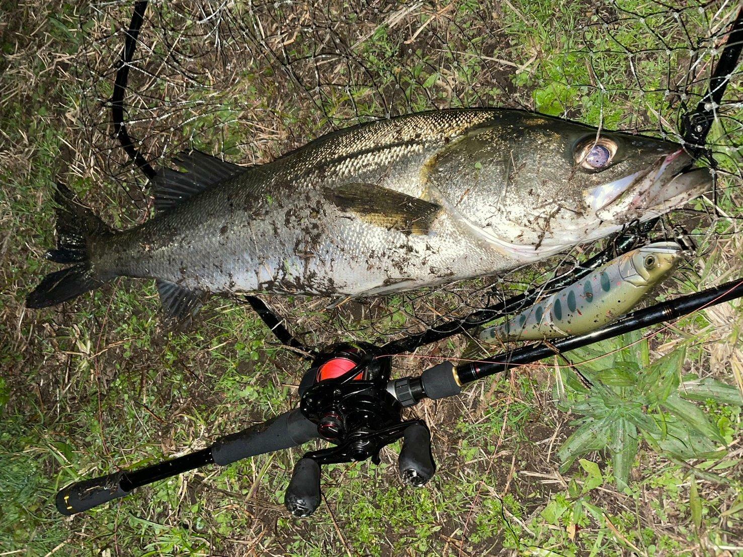 17cm以上のルアーに食いついてきた良型シーバス