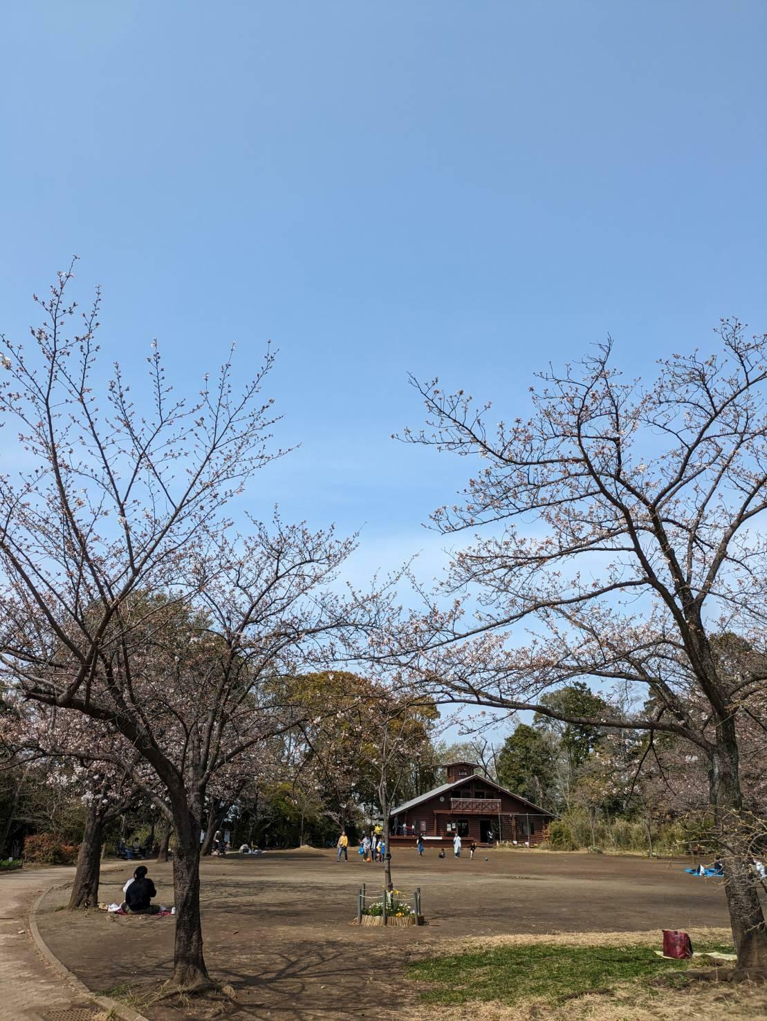 綱島公園広場（今月初旬撮影）