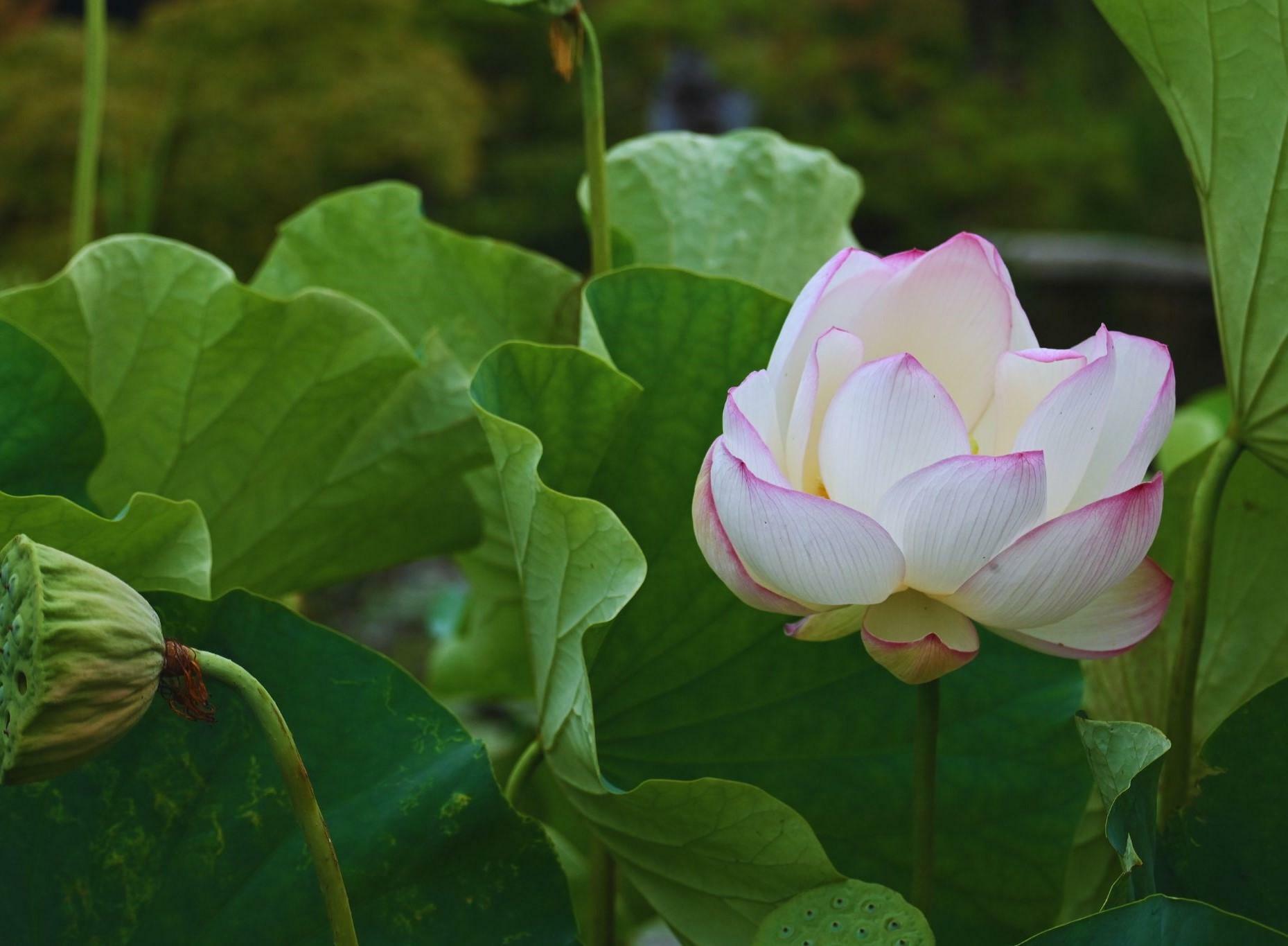 長府庭園に咲く蓮の花