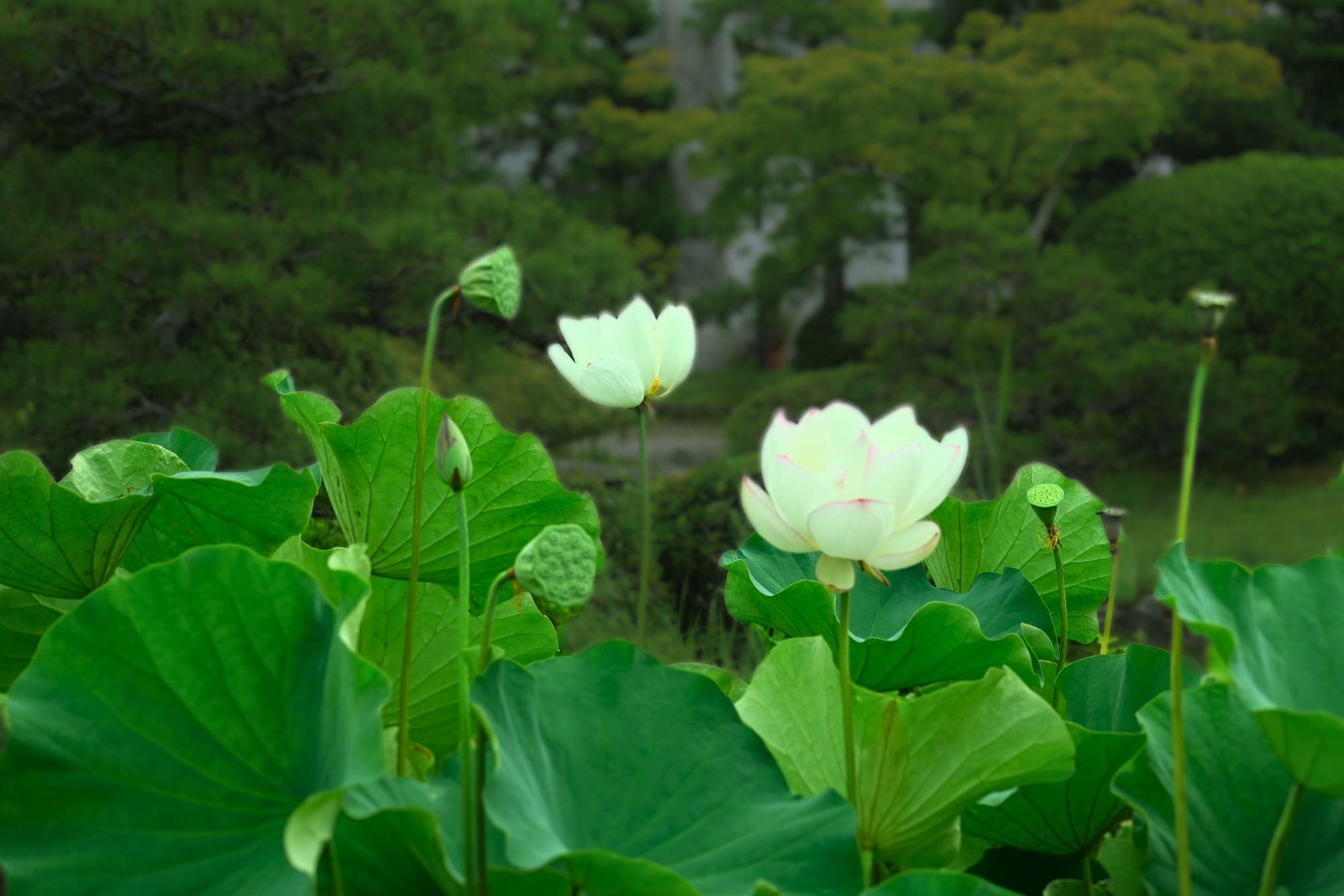 長府庭園に咲く蓮の花