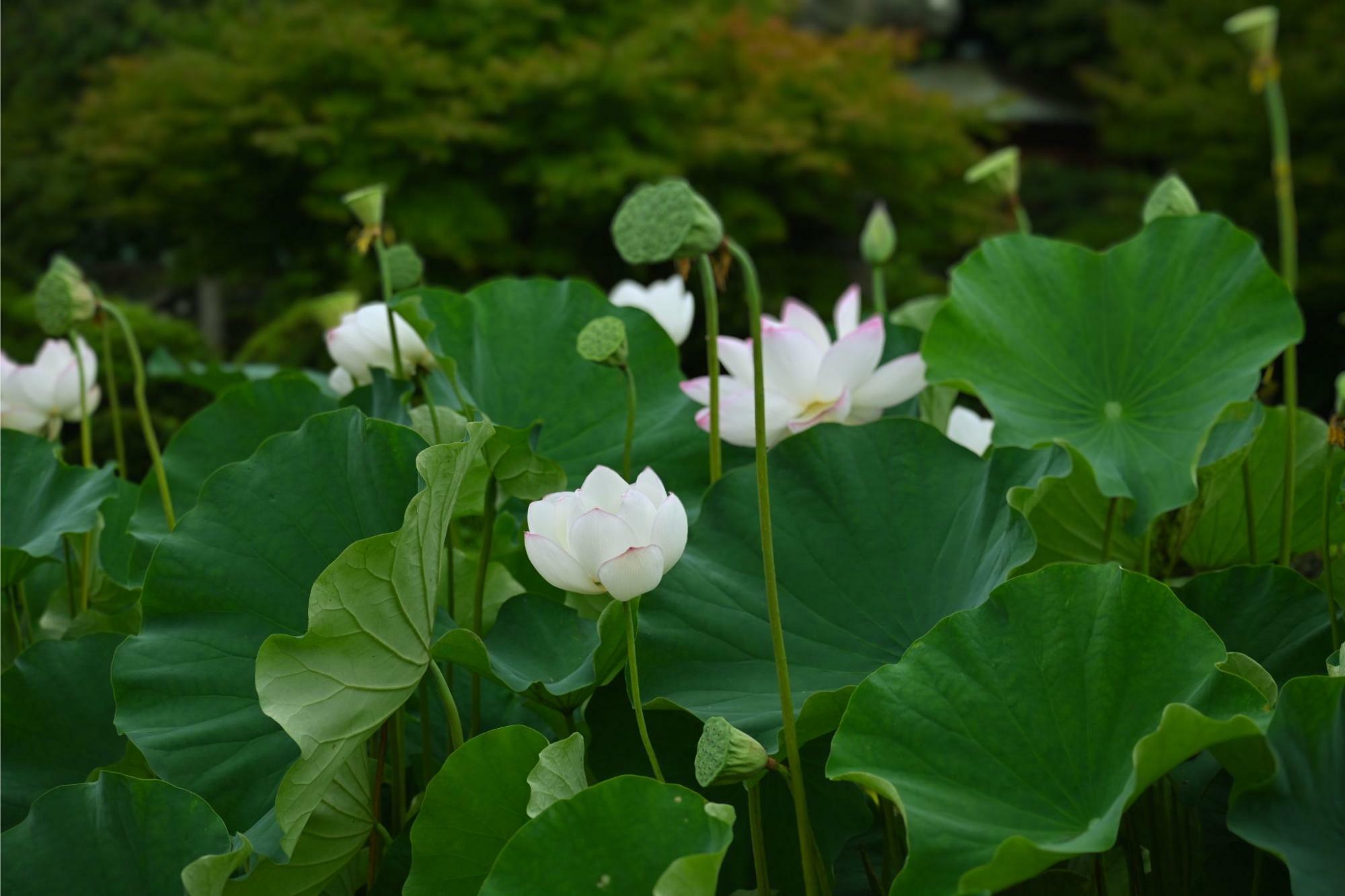 長府庭園に咲く蓮の花