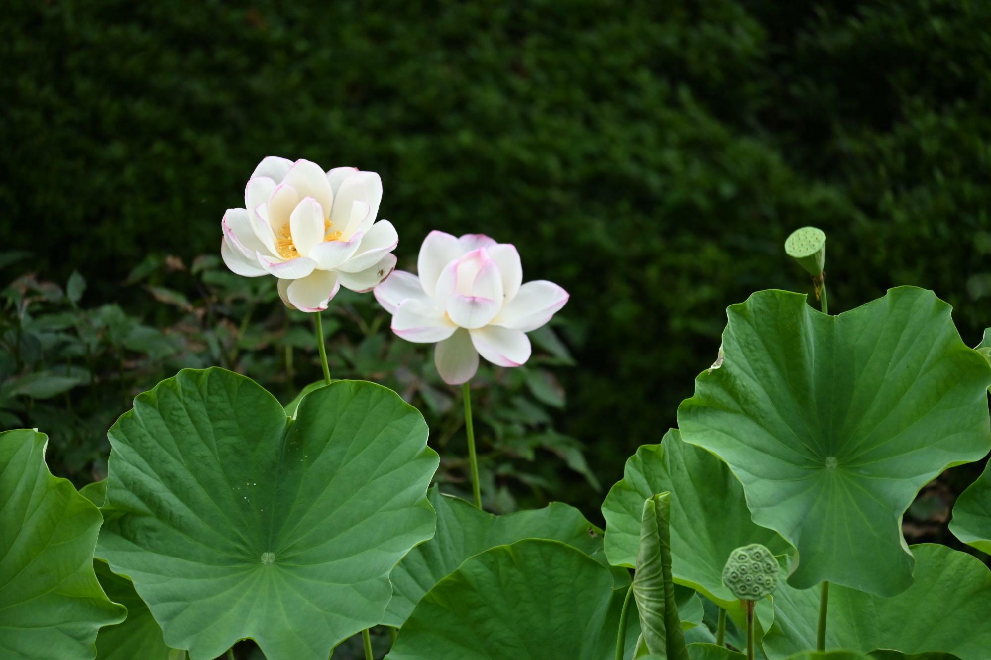 長府庭園に咲く蓮の花