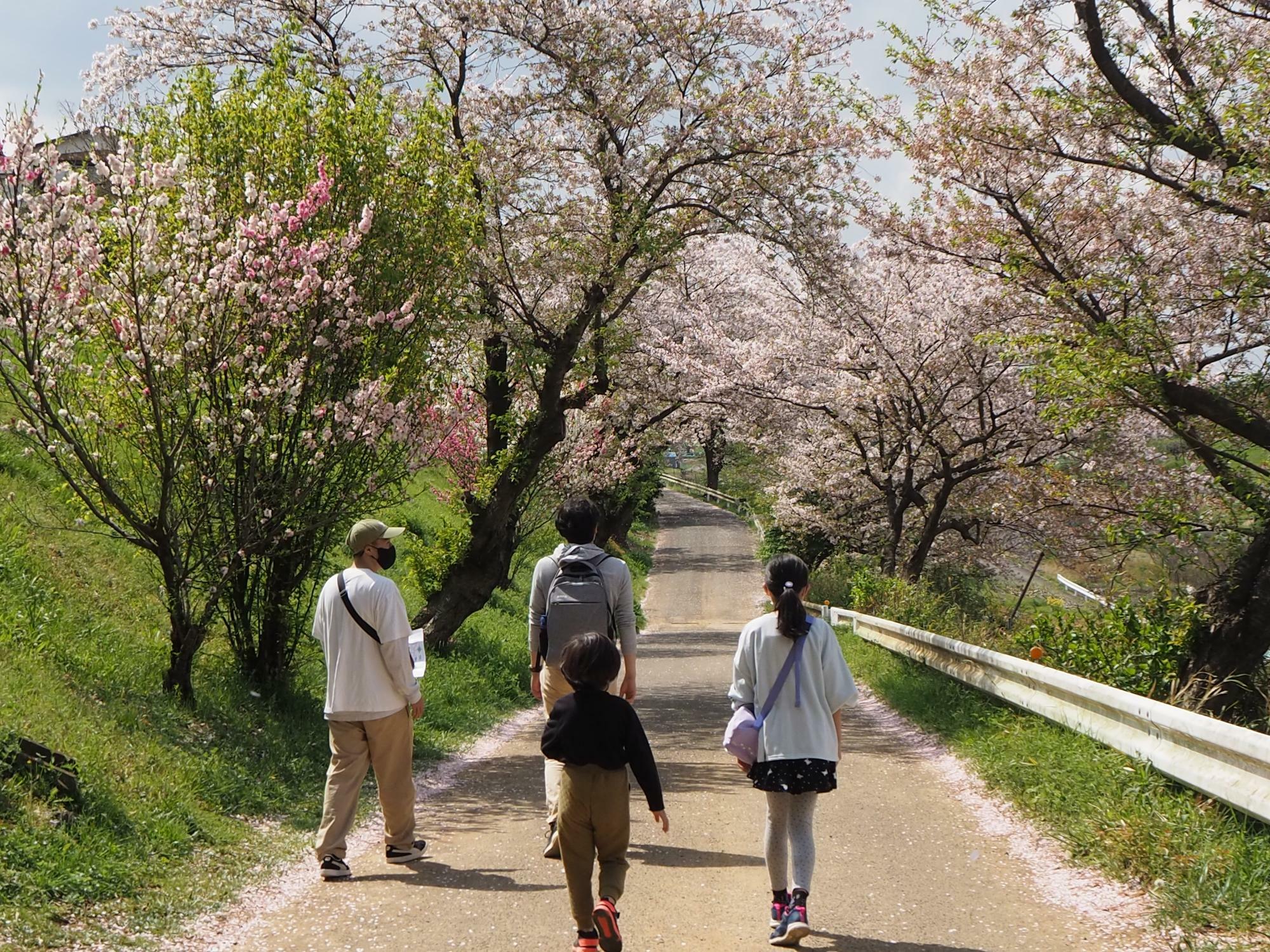 ギリギリ桜が咲いている時期だったので、より自然が楽しめました。