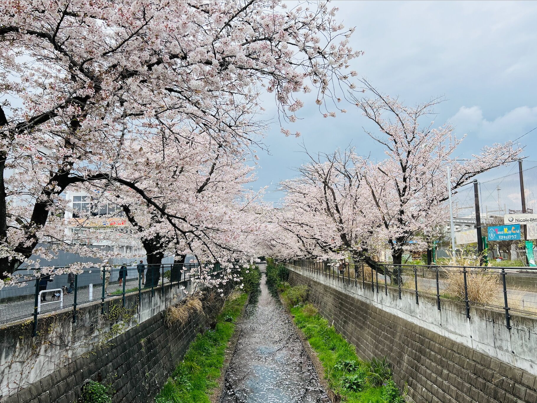 開花から１週間ほどで見られる麻生川の花いかだ。散ったあとも桜の美しさが楽しめるのが麻生川桜並木の魅力。