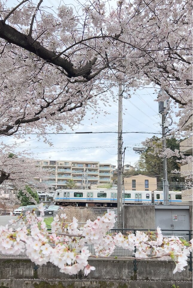 小田急線と桜の共演も麻生川の特徴。川のせせらぎと電車の音が何とも言えない風情を醸し出します。