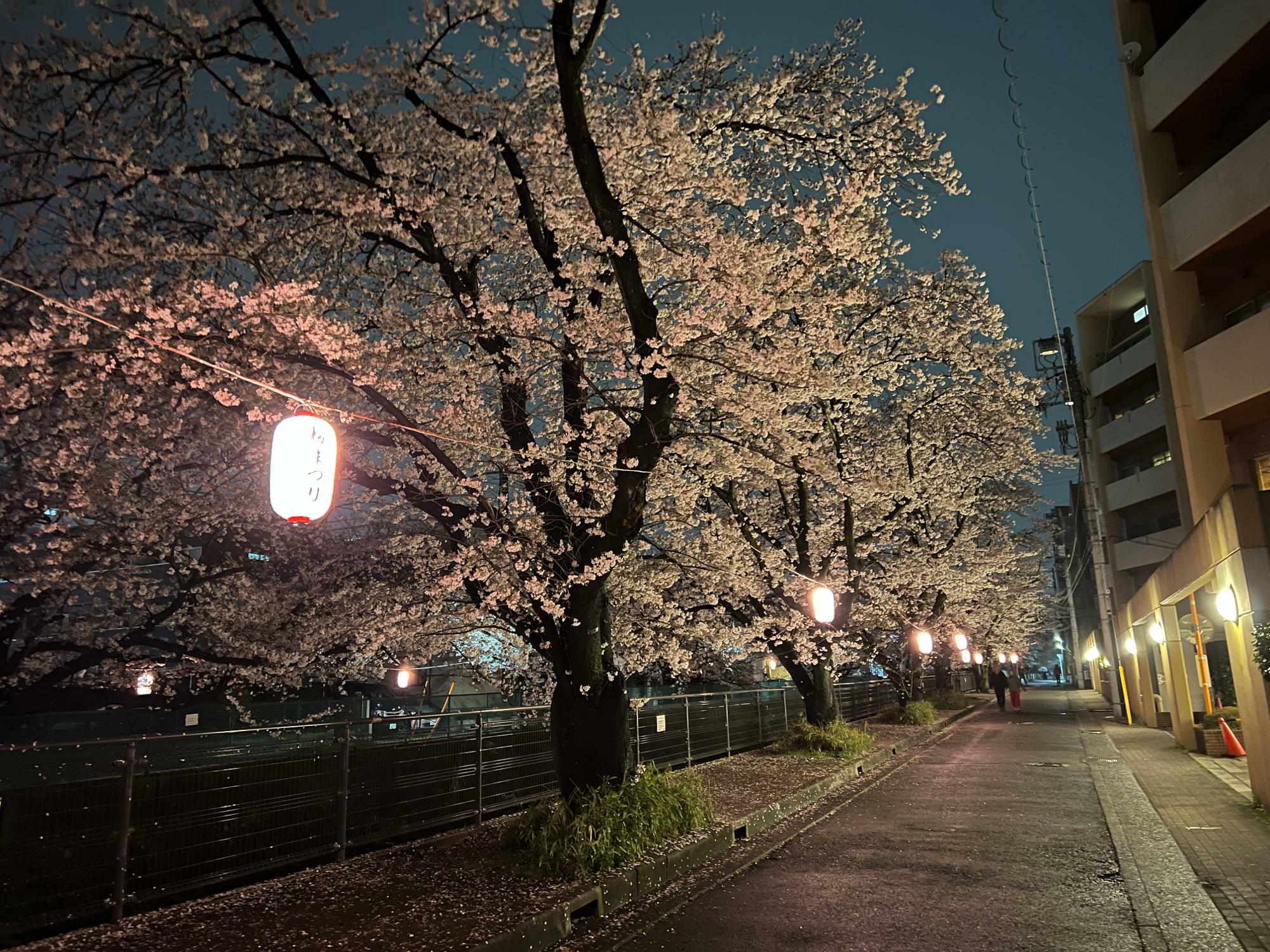 ライトアップされた夜の様子。提灯だけでなくライトも点灯し、美しい夜桜を見ることができます。