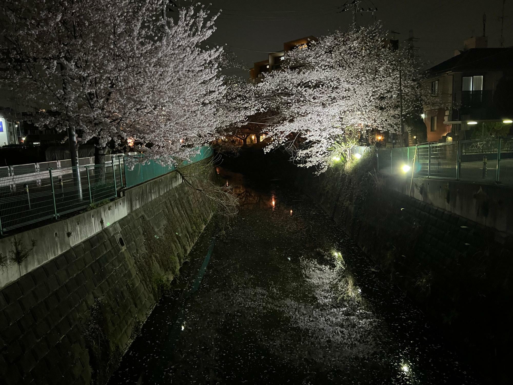 煌々としすぎないライトアップのため、麻生川には幻想的な逆さ桜が。