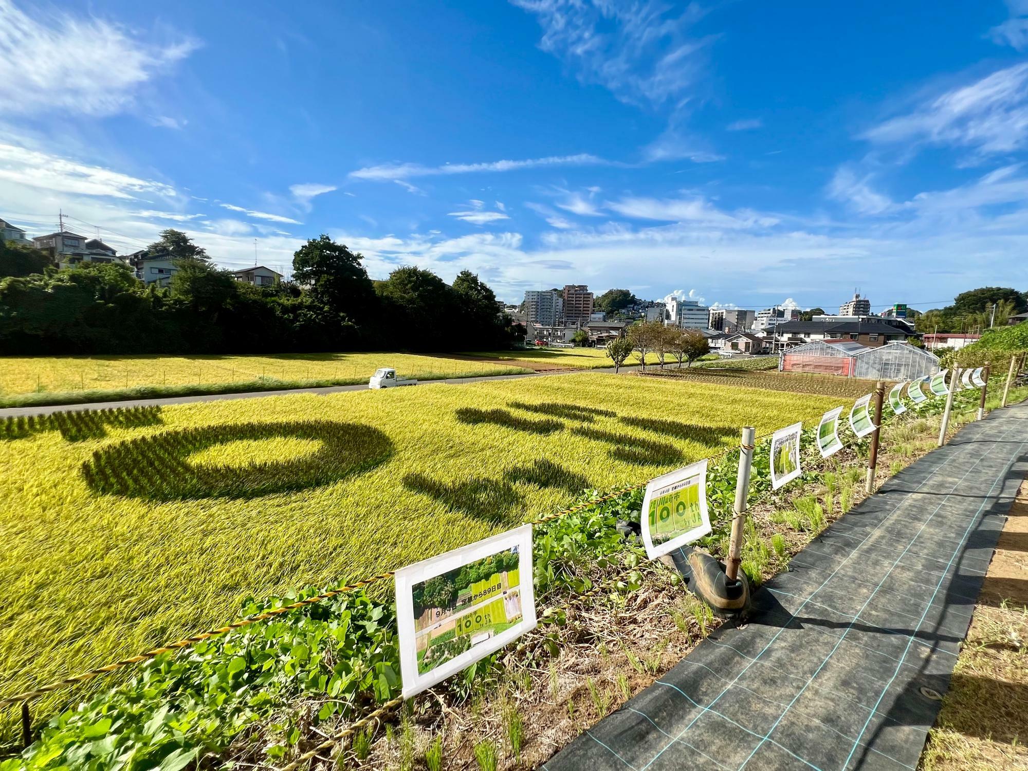 鑑賞用のスペースには、田んぼアートが出来上がるまでの様子を展示。