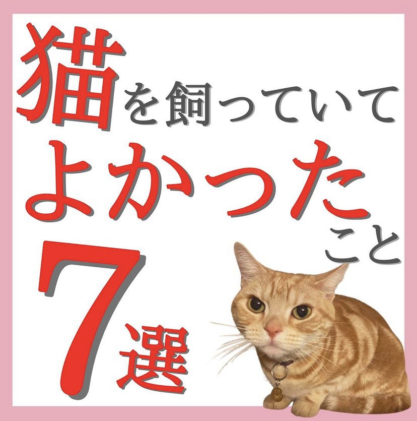 猫好き必見】猫を飼っていてよかったこと7選｜共感できることある