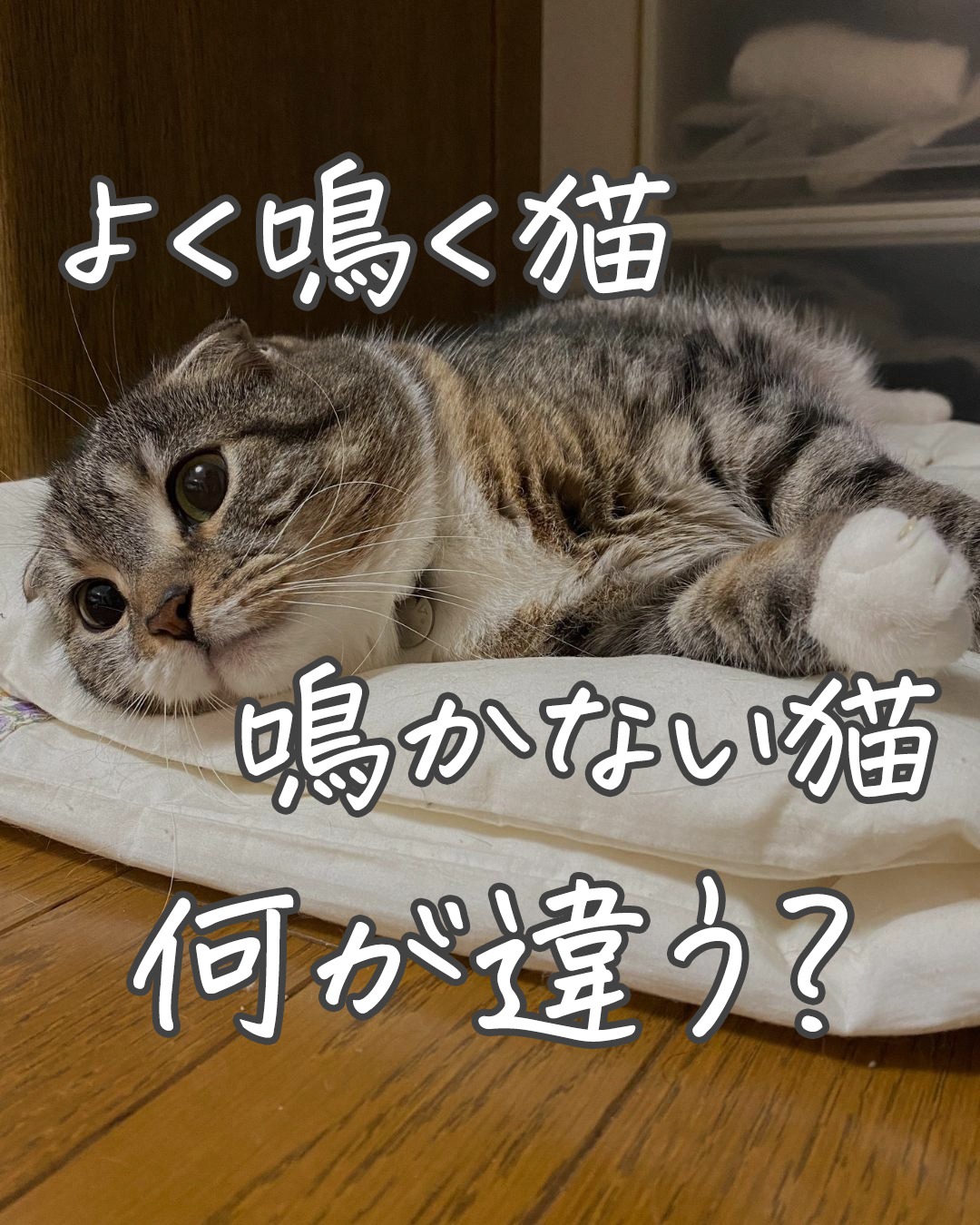 【トリビア】鳴く猫と鳴かない猫の違いはナニ？意外な事実に驚愕！（ねこぞー） - エキスパート - Yahoo!ニュース