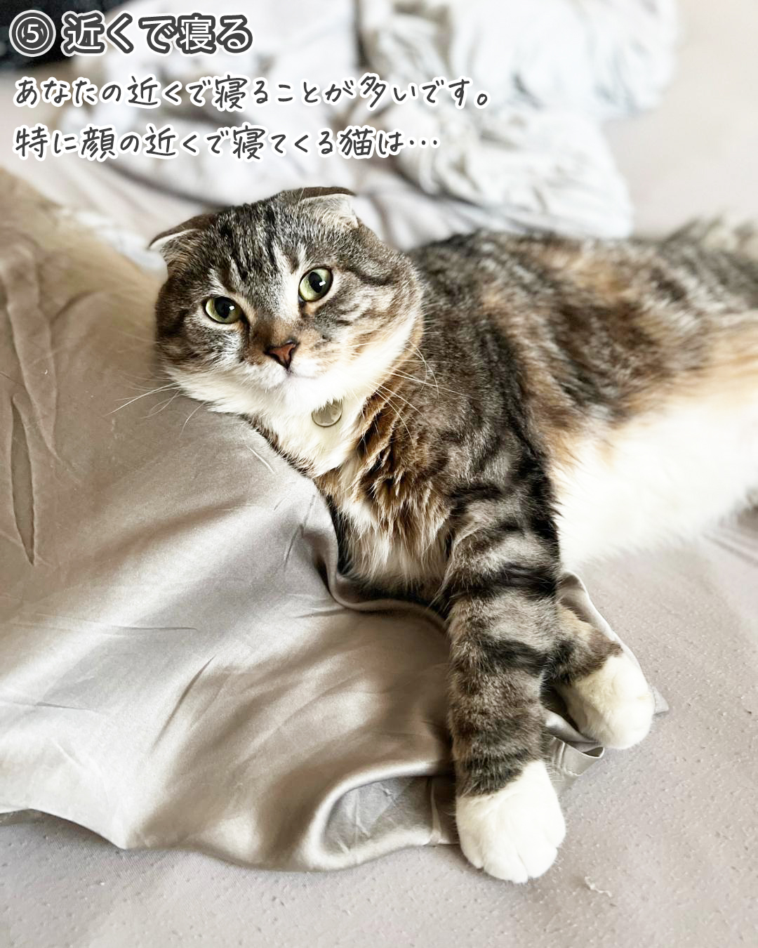 【感動】あなたのことを母親だと思っている猫はコレをします｜あなたの猫はどうですか？（ねこぞー） エキスパート Yahoo ニュース