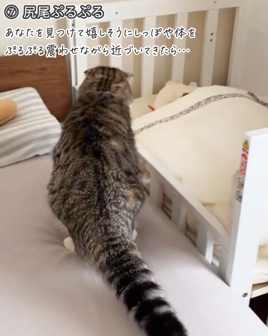 【感動】あなたのことを母親だと思っている猫はコレをします｜あなたの猫はどうですか？（ねこぞー） エキスパート Yahoo ニュース