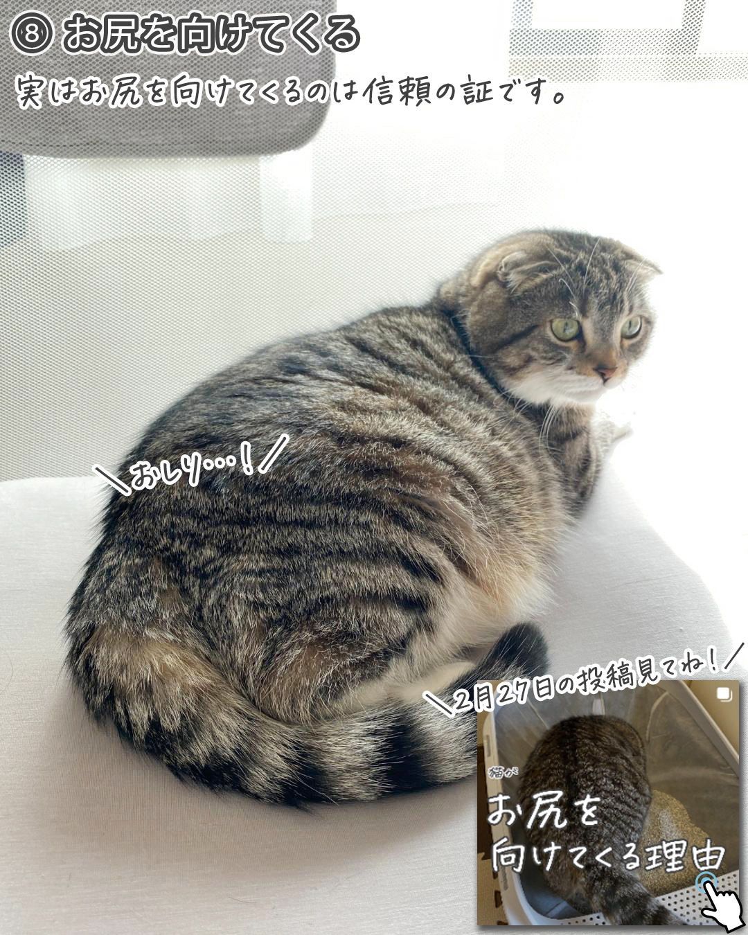 【感動】あなたのことを母親だと思っている猫はコレをします｜あなたの猫はどうですか？（ねこぞー） エキスパート Yahoo ニュース