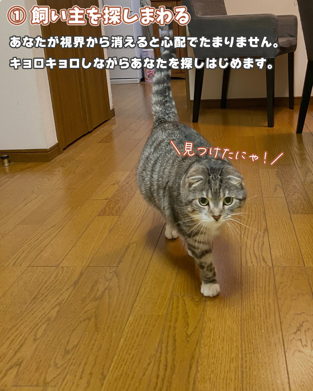 感動】あなたを守ってくれている猫はコレをします。（ねこぞー