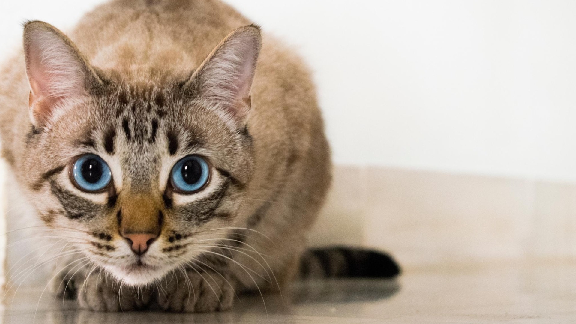 驚愕】オス猫とメス猫の違い8選|こんなに違うの!?(ねこぞー